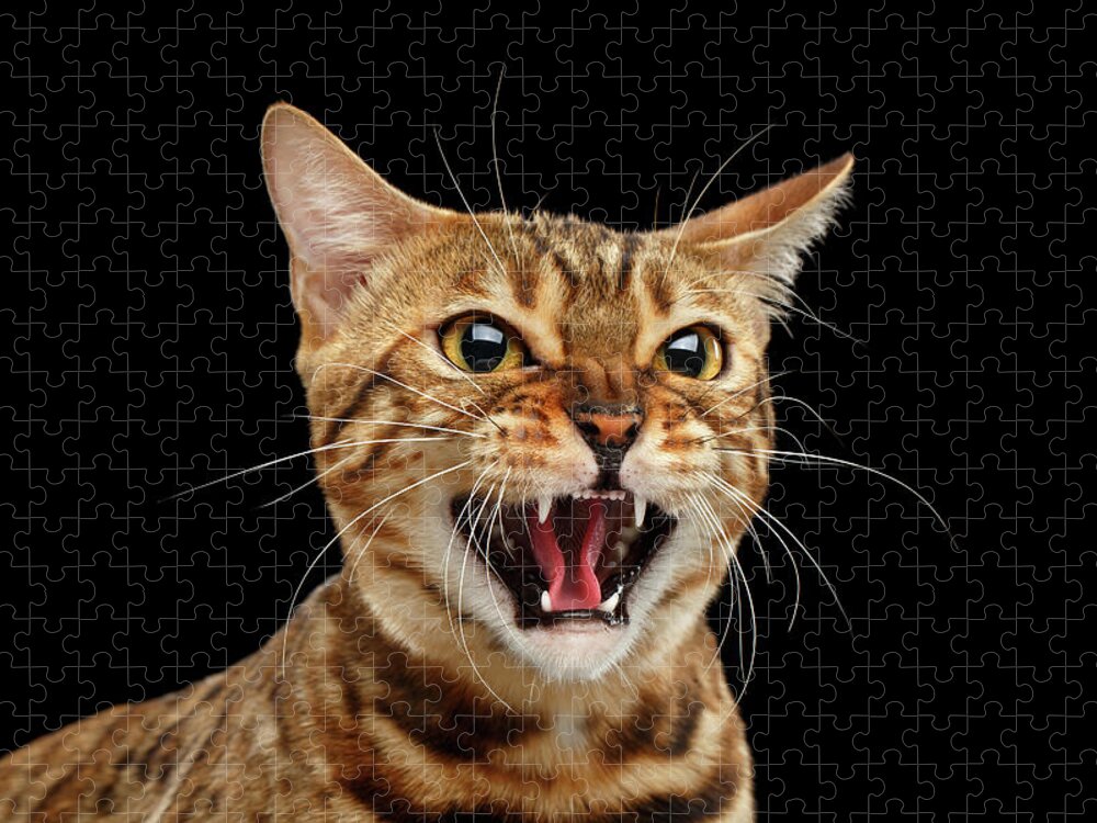 Scary Jigsaw Puzzle featuring the photograph Scary Hissing Bengal cat on Black background by Sergey Taran
