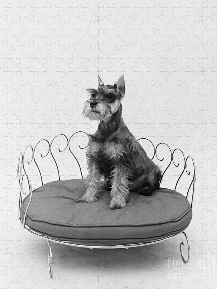 1930s Jigsaw Puzzle featuring the photograph Schnauzer Sitting Pretty, C.1950s by H. Armstrong Roberts/ClassicStock