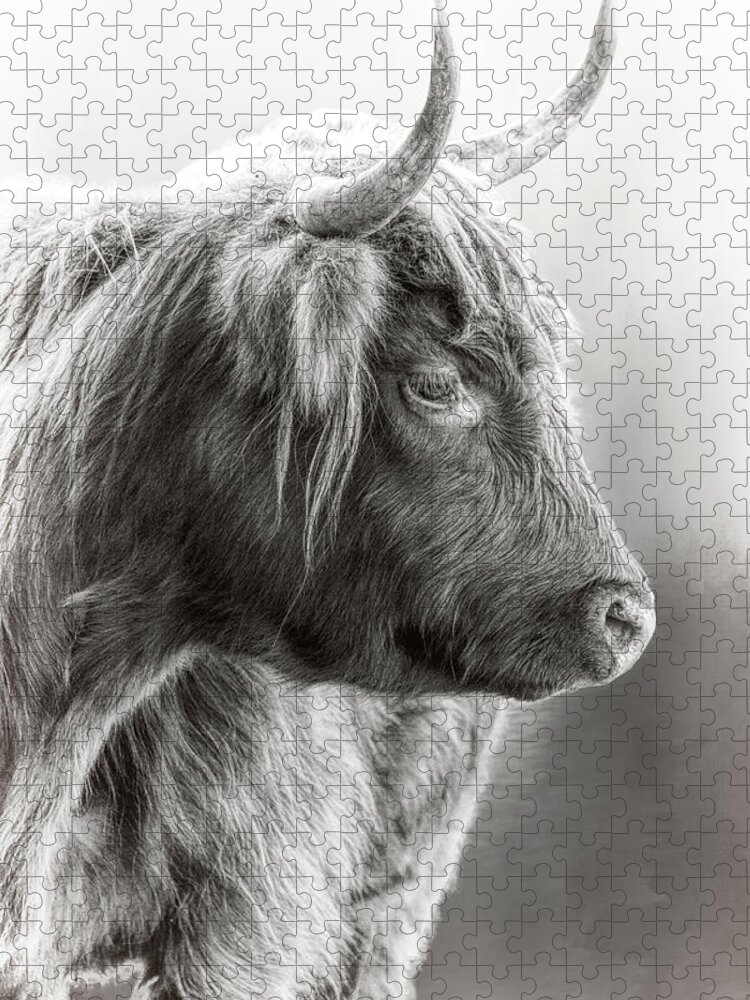 Scottish Highlander Black And White Jigsaw Puzzle featuring the photograph Scottish Highlander Black and White by Wes and Dotty Weber