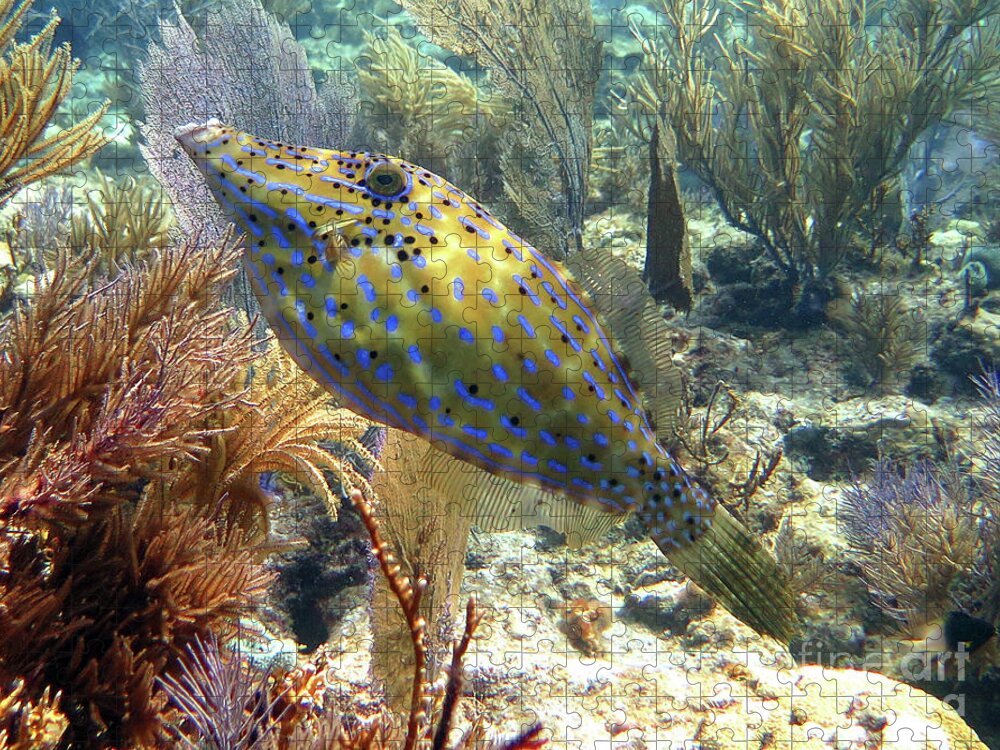 Underwater Jigsaw Puzzle featuring the photograph Scrawled Filefish 3 by Daryl Duda