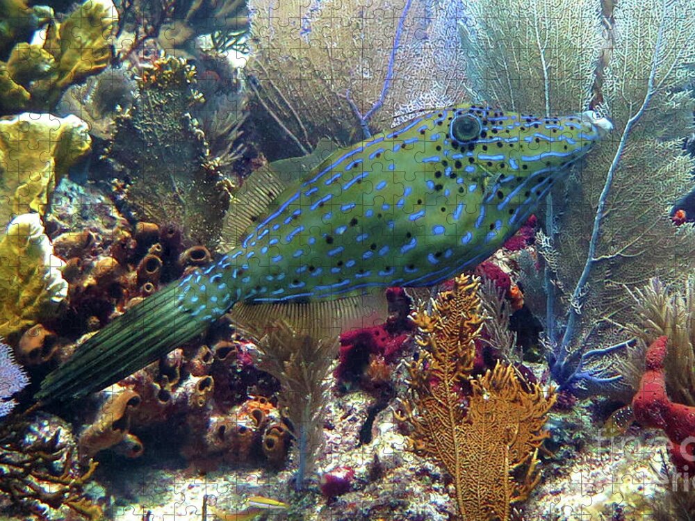 Underwater Jigsaw Puzzle featuring the photograph Scrawled Filefish by Daryl Duda