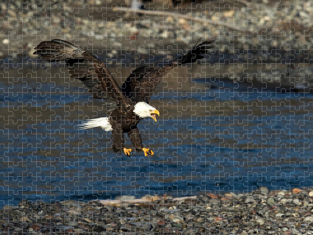 Eagle Jigsaw Puzzle featuring the photograph Screaming Eagle II by Shari Sommerfeld