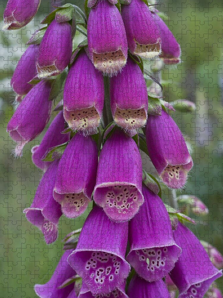 Astoria Jigsaw Puzzle featuring the photograph Scruffy Foxglove  by Robert Potts
