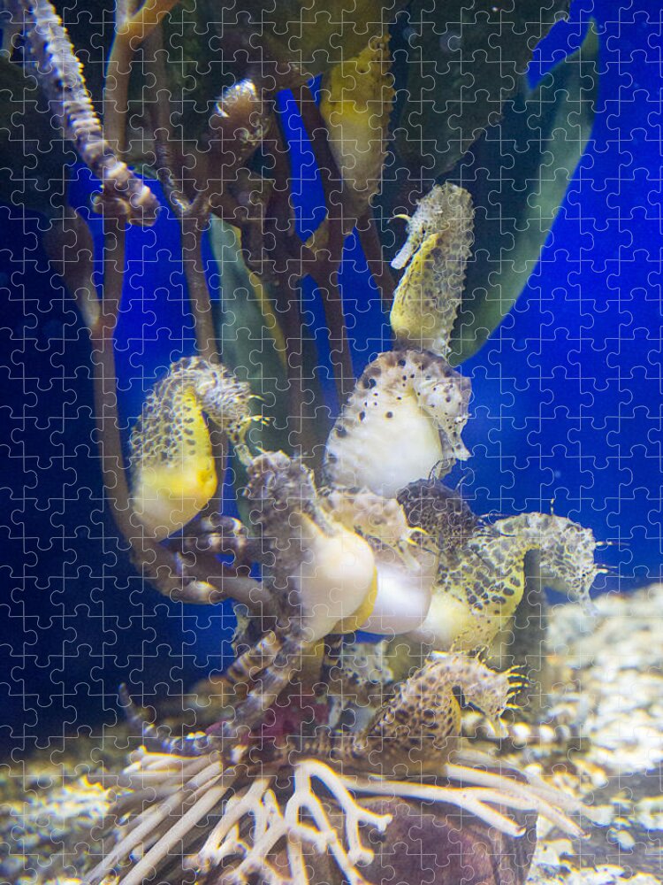 Sea Horses Jigsaw Puzzle featuring the photograph Sea Horses by Allan Morrison