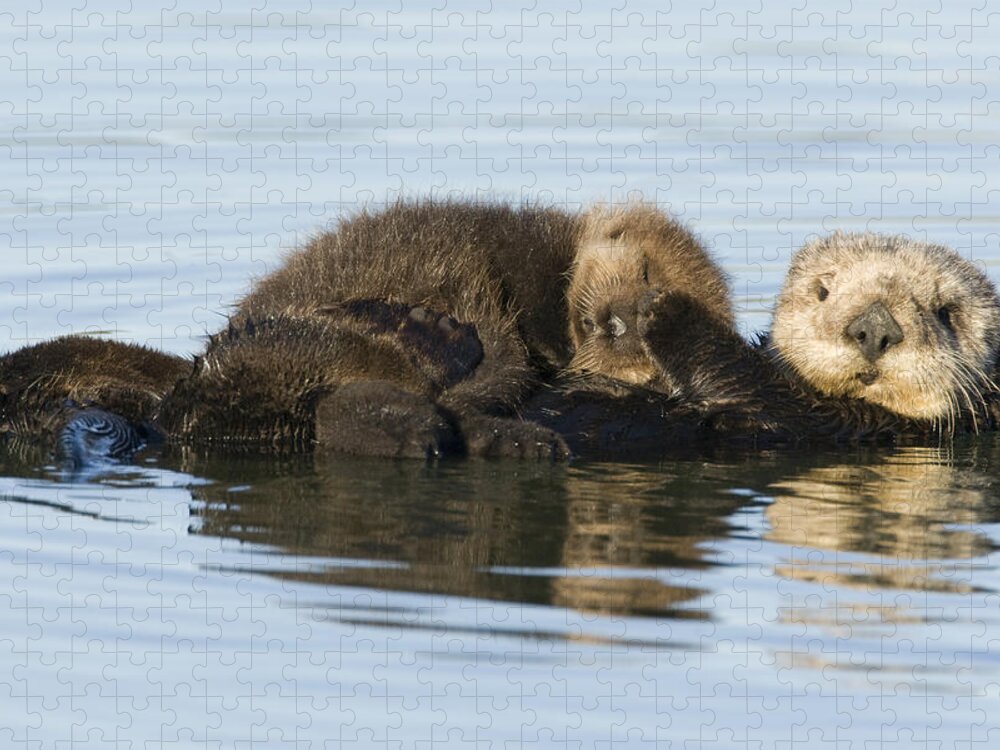 00429658 Jigsaw Puzzle featuring the photograph Sea Otter Mother And Pup Elkhorn Slough by Sebastian Kennerknecht