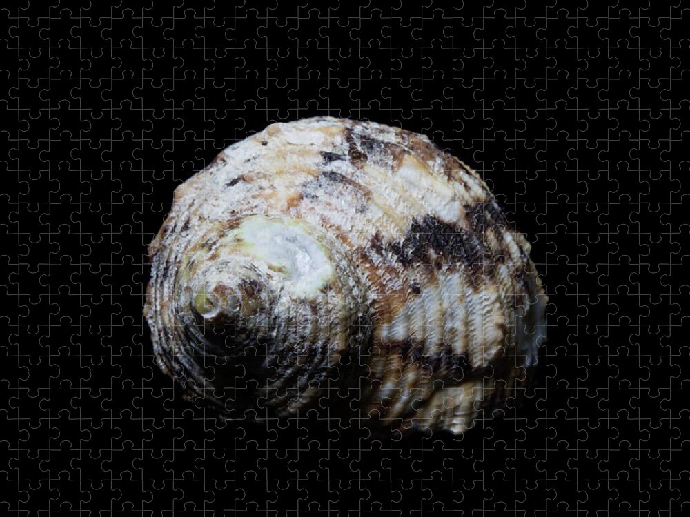Sea Shell Jigsaw Puzzle featuring the photograph Sea Shell 5 by David Stasiak