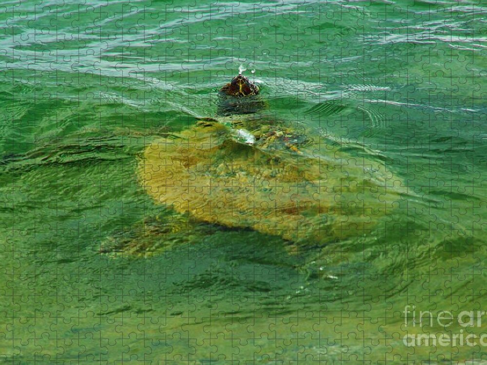 Sea Turtle Jigsaw Puzzle featuring the photograph Sea Turtle Up for Air by Craig Wood