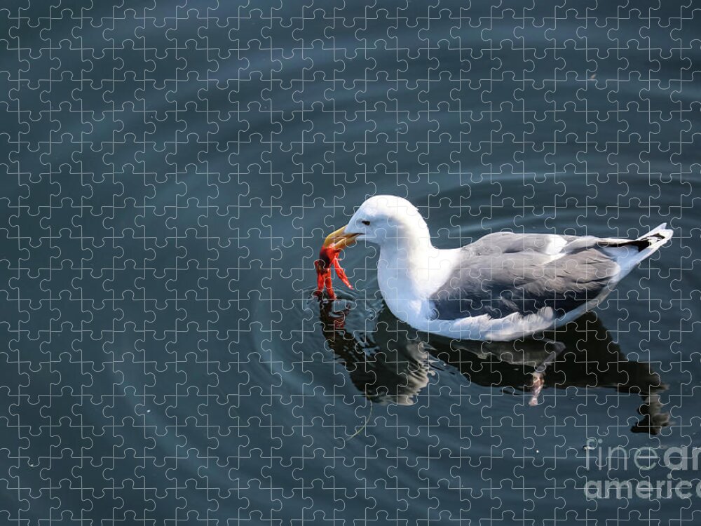 Seagull Jigsaw Puzzle featuring the photograph Seagull Feasting On Crab by Suzanne Luft