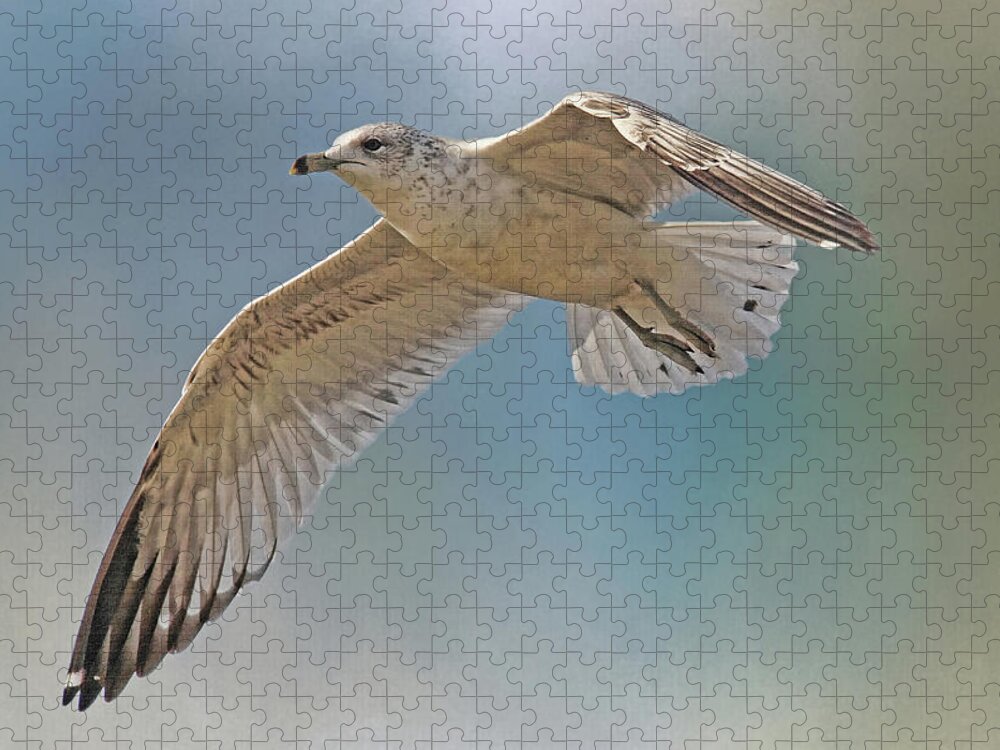 Seagull Jigsaw Puzzle featuring the photograph Seagull In Flight by H H Photography by HH Photography of Florida
