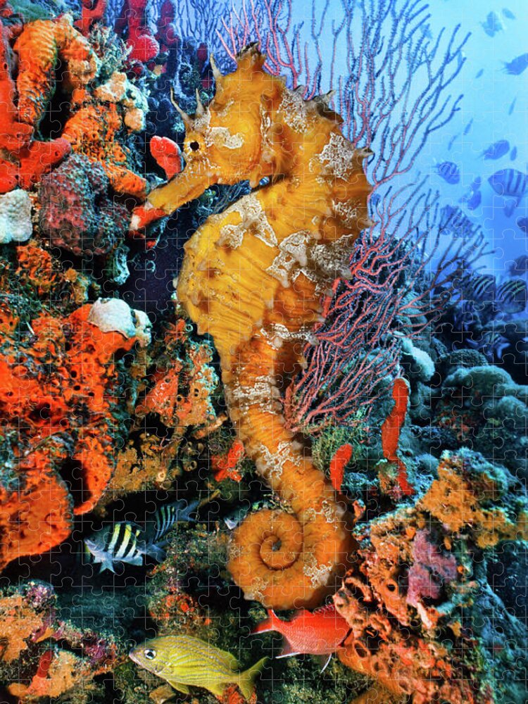 Atlantic Jigsaw Puzzle featuring the photograph Seahorse at a Magical Reef by Debra and Dave Vanderlaan
