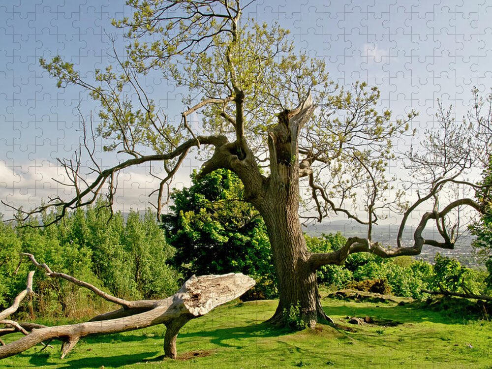 Tree Jigsaw Puzzle featuring the photograph Season of Renaissance. by Elena Perelman