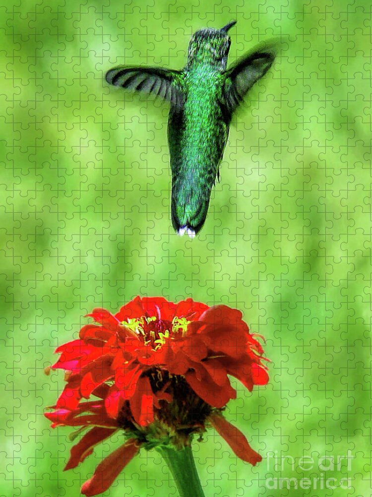 Hummingbird Jigsaw Puzzle featuring the photograph See Ya Later by Sue Melvin
