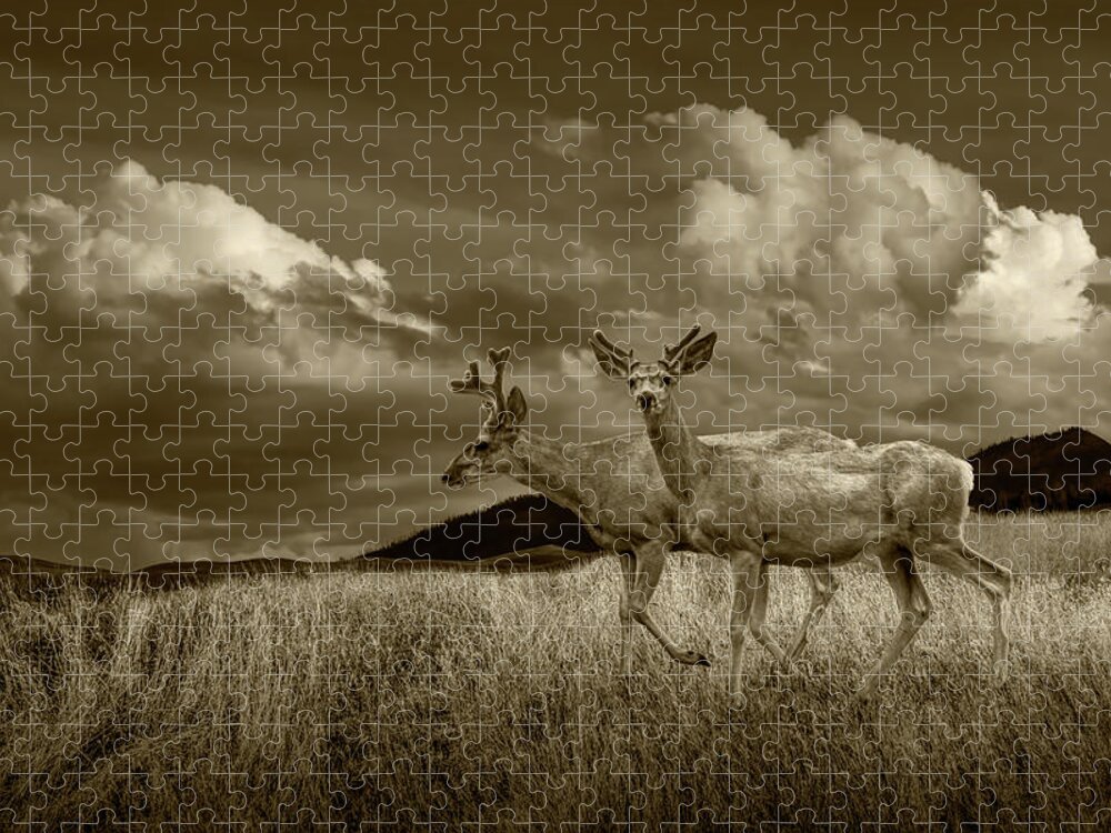 Deer Jigsaw Puzzle featuring the photograph Sepia Tone of Male Mule Deer with Velvet Antlers by Randall Nyhof