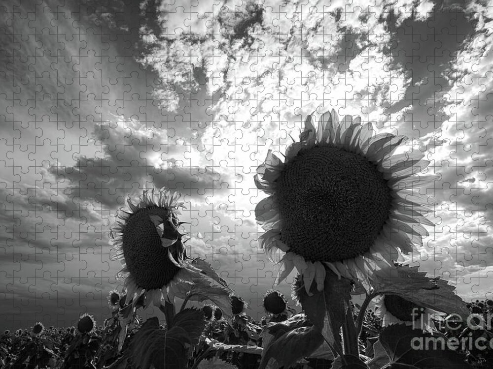 Sunflowers Jigsaw Puzzle featuring the photograph Shades of Grey by Jim Garrison