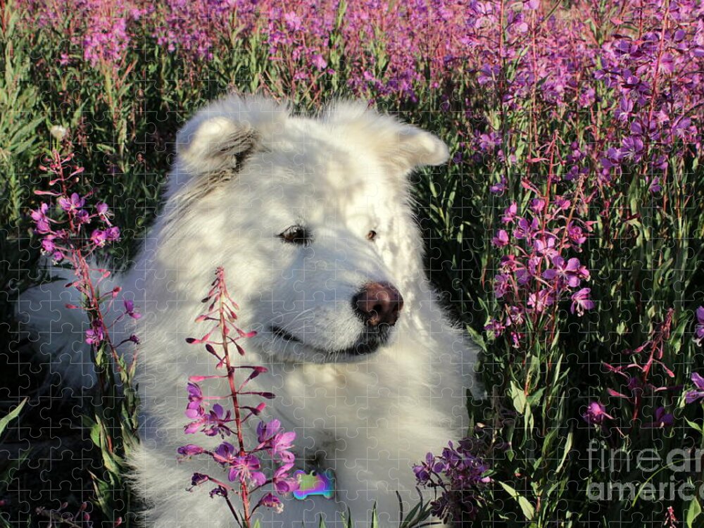Samoyed Jigsaw Puzzle featuring the photograph Shadows by Fiona Kennard