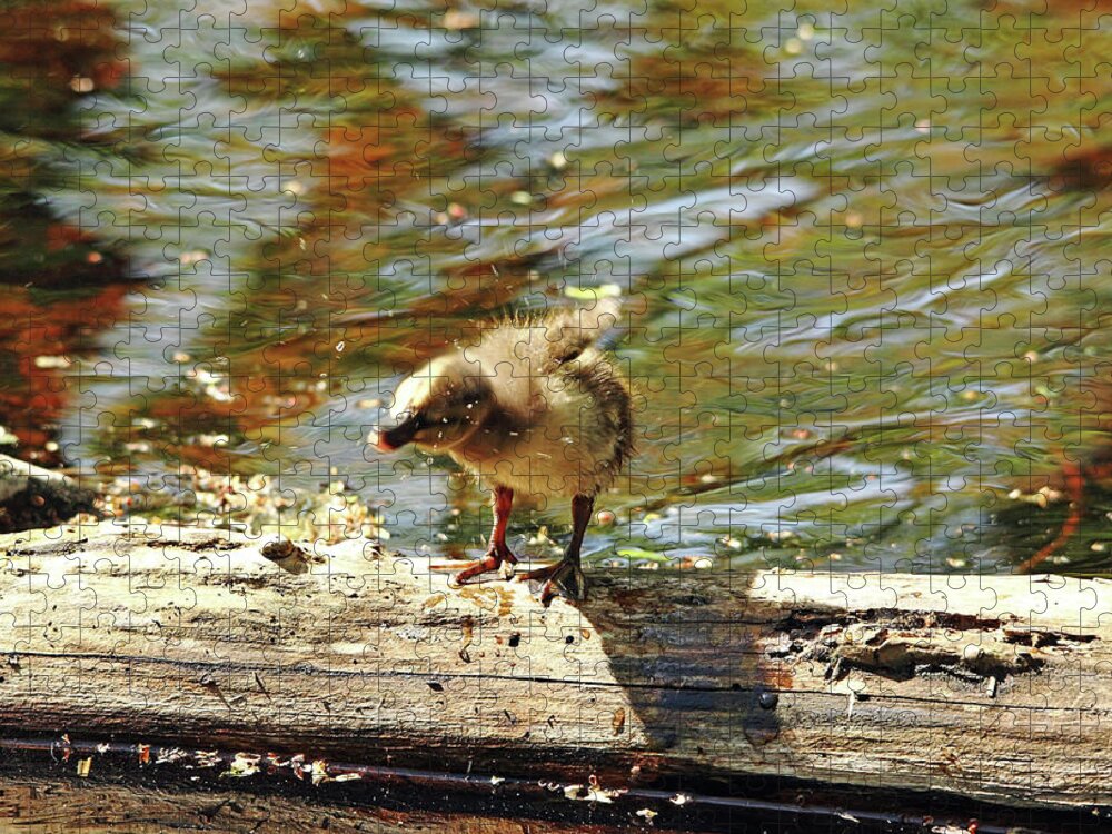 Duck Jigsaw Puzzle featuring the photograph Shake It Off I by Debbie Oppermann