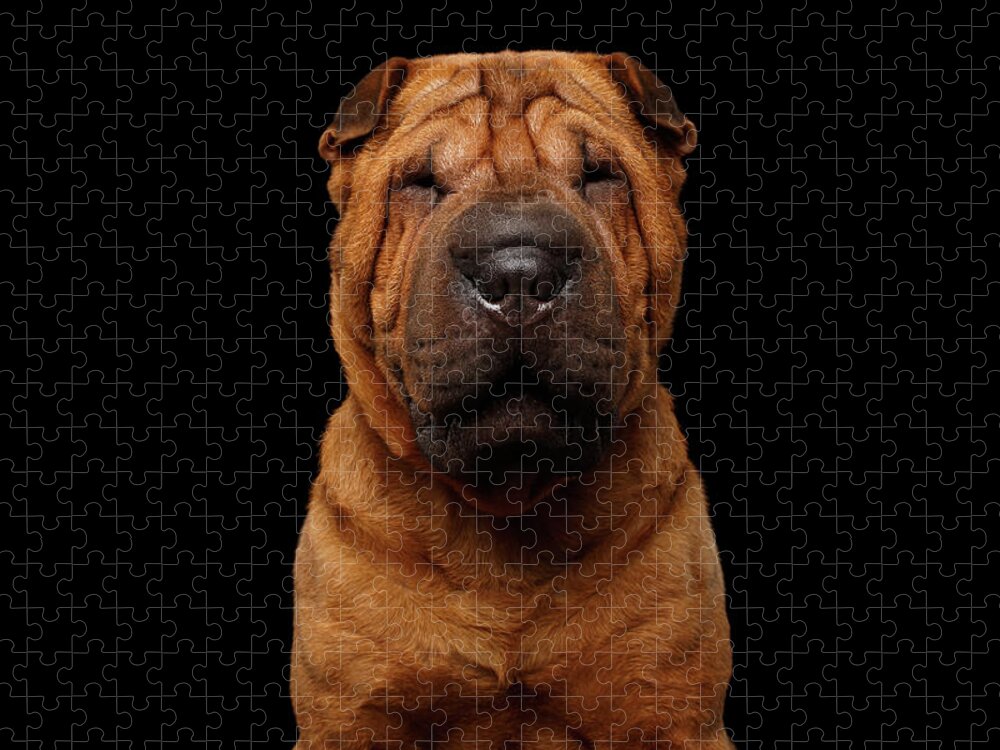 Dog Jigsaw Puzzle featuring the photograph Sharpei Dog Isolated on Black Background by Sergey Taran