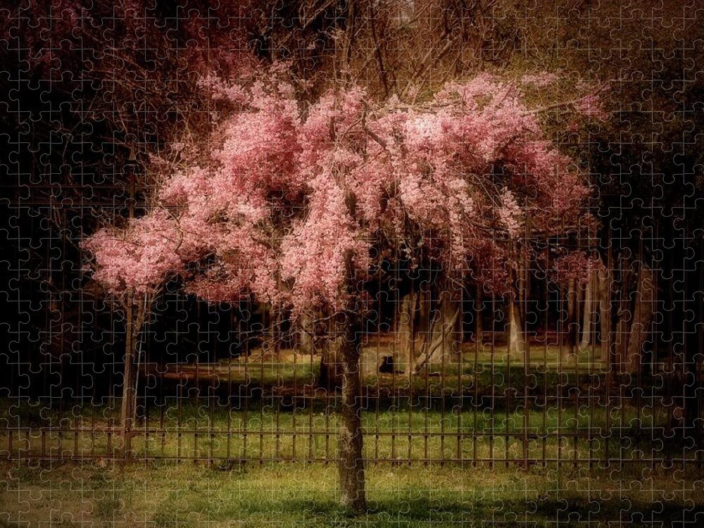 Cherry Blossom Tree Jigsaw Puzzle featuring the photograph She Weeps - Ocean County Park by Angie Tirado