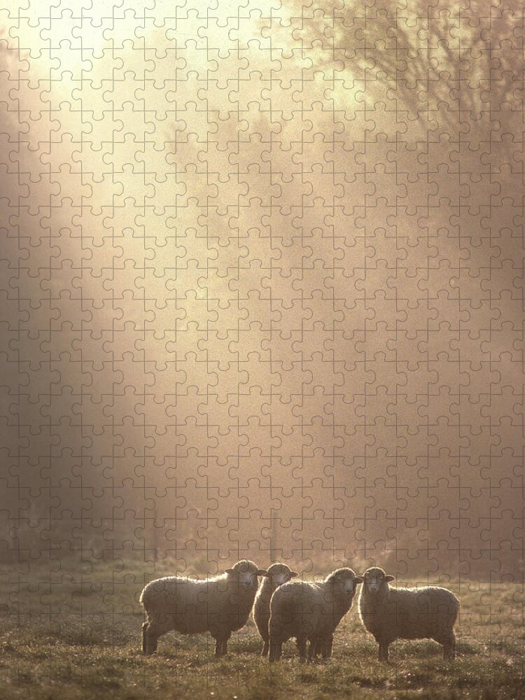 Sheep Jigsaw Puzzle featuring the photograph First Light. Sheep Underhill VT by George Robinson