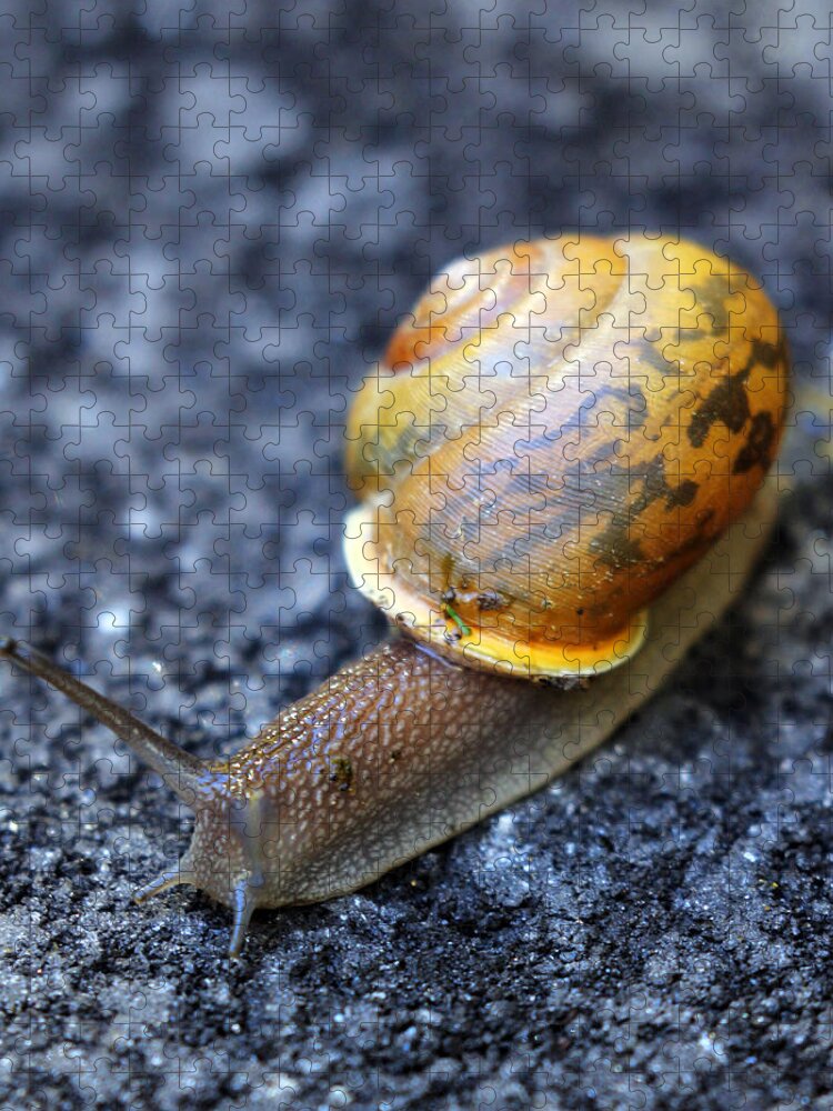 Snail Jigsaw Puzzle featuring the photograph Shell Shock by Jennifer Robin