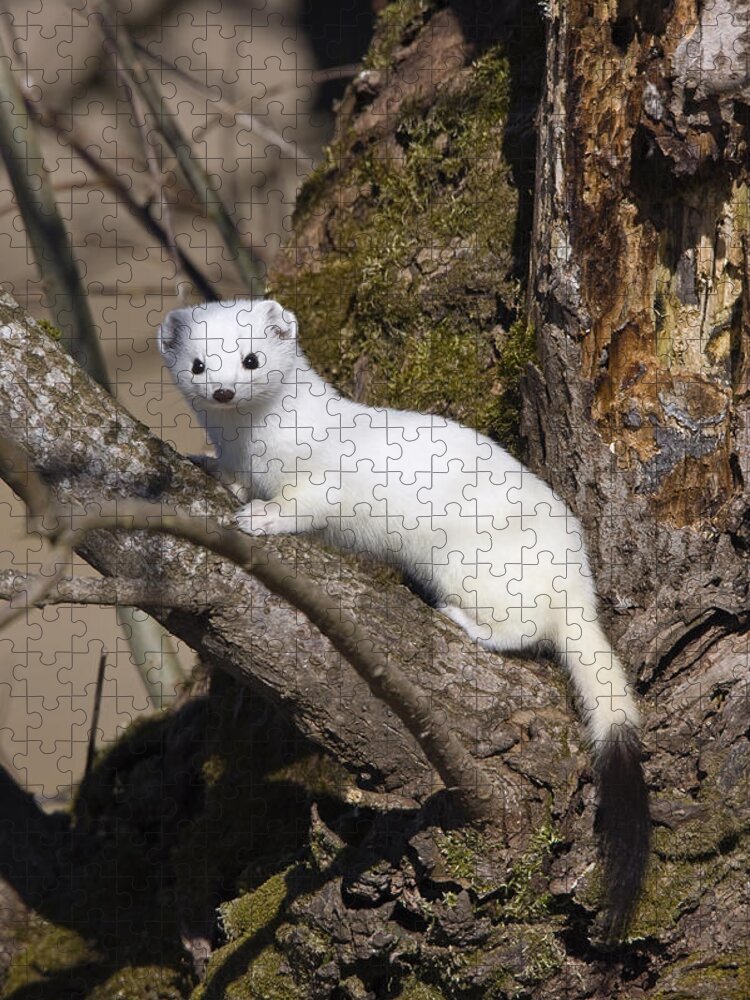 Mp Jigsaw Puzzle featuring the photograph Short-tailed Weasel Mustela Erminea by Konrad Wothe