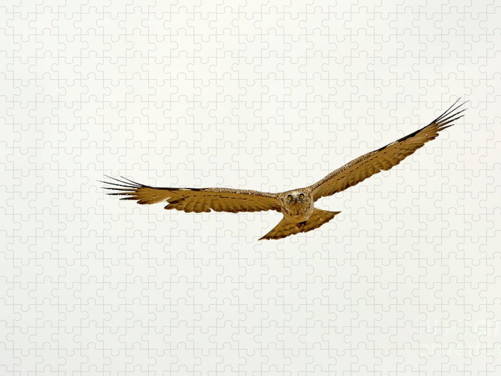 Alertness Jigsaw Puzzle featuring the photograph Short-toed Snake Eagle Circaetus gallicus by Alon Meir