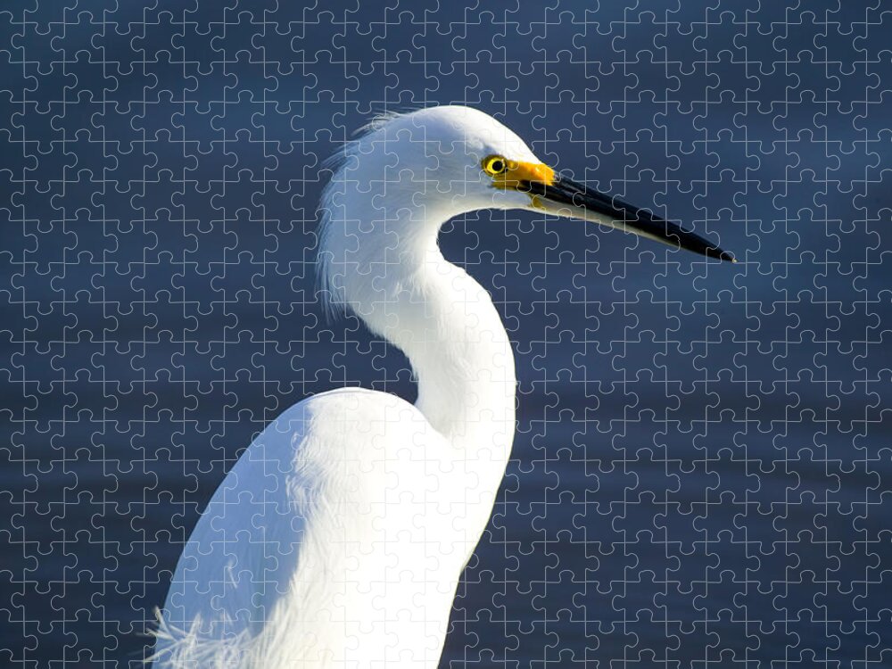 Snowy Egret Jigsaw Puzzle featuring the photograph Showy Snowy Egret by Rich Franco