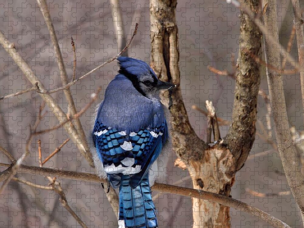 Outdoor Jigsaw Puzzle featuring the photograph Shy Blue Jay by David Porteus