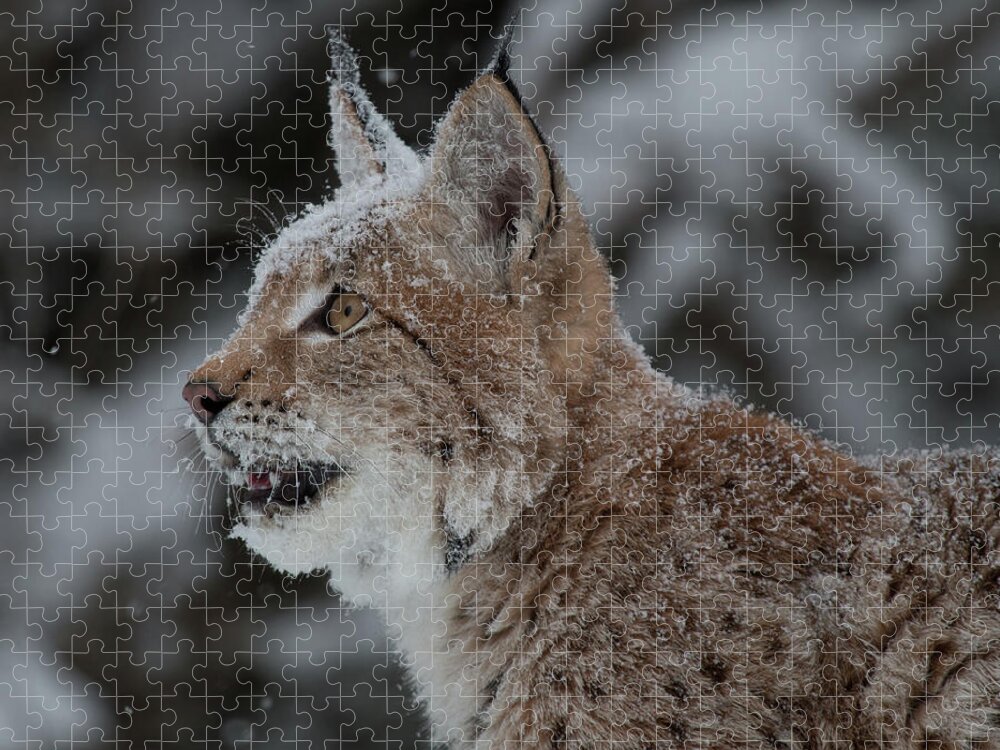 Montana Jigsaw Puzzle featuring the photograph Siberian Lynx Kitten 7543 by Teresa Wilson