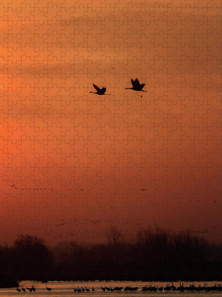 Sandhill Cranes Jigsaw Puzzle featuring the photograph Sienna Skies #3 by Susan Rissi Tregoning