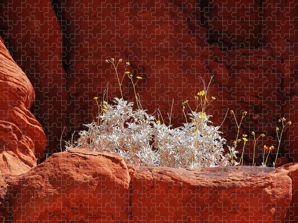 Darin Volpe Nature Jigsaw Puzzle featuring the photograph Signs of Life - Valley of Fire State Park by Darin Volpe