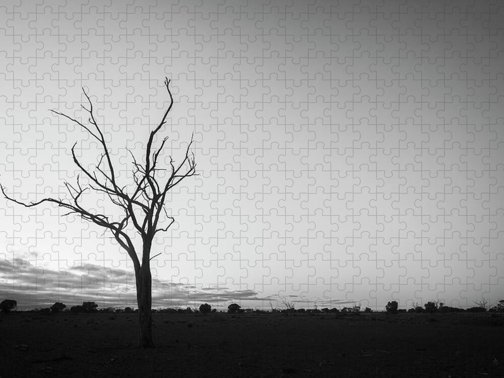 Tree Jigsaw Puzzle featuring the photograph Silhouette of a Bare Tree by Catherine Reading