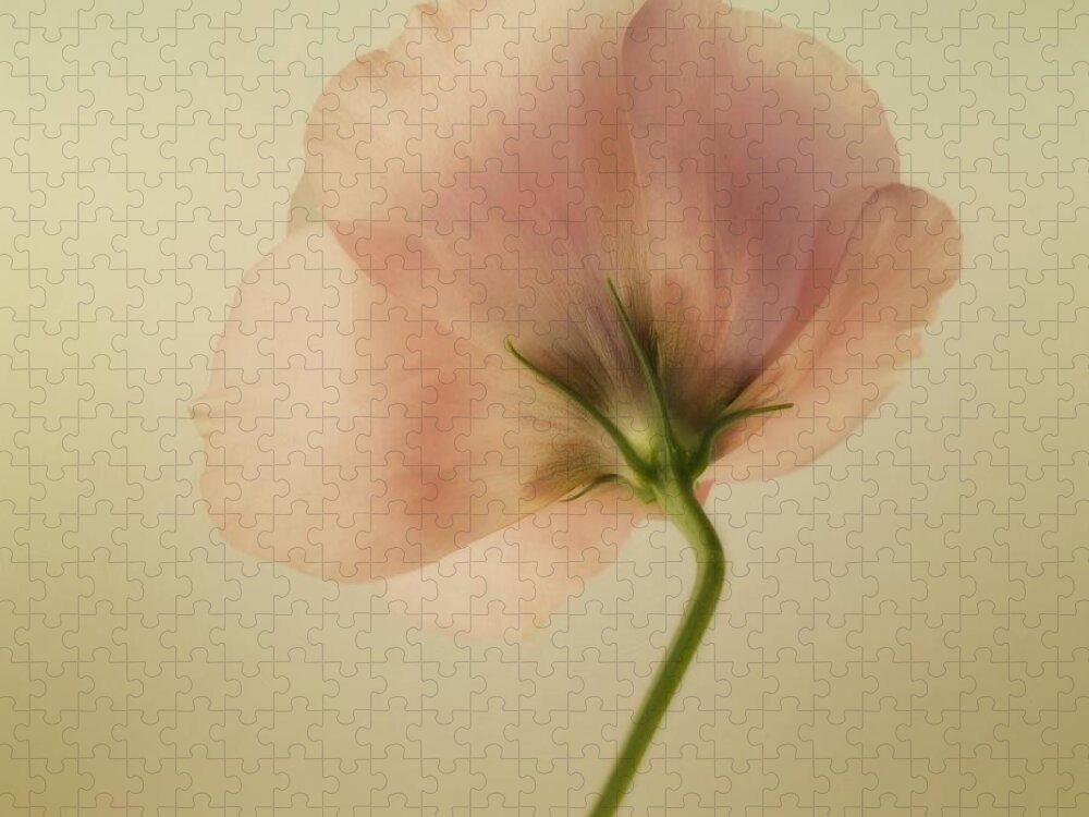 Eustoma Jigsaw Puzzle featuring the photograph Silk by Priska Wettstein