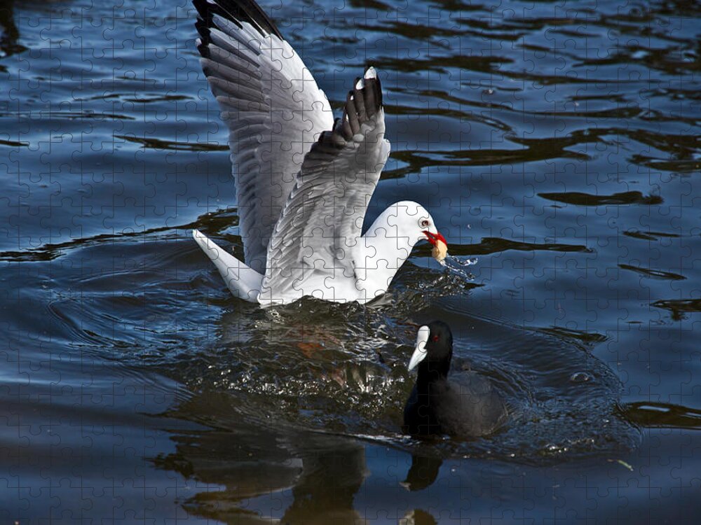 Silver Gull Jigsaw Puzzle featuring the photograph Silver Gull And Australian Coot by Miroslava Jurcik