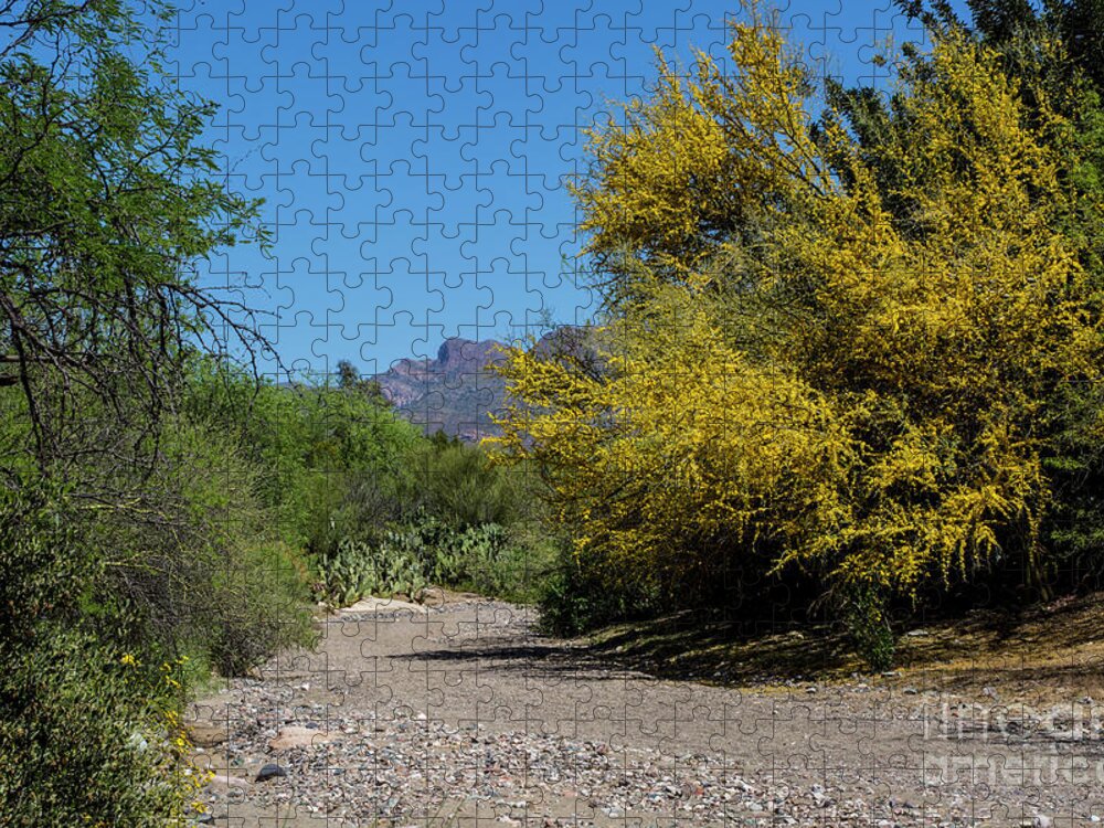 Arboretum Jigsaw Puzzle featuring the photograph Silver King Wash by Kathy McClure