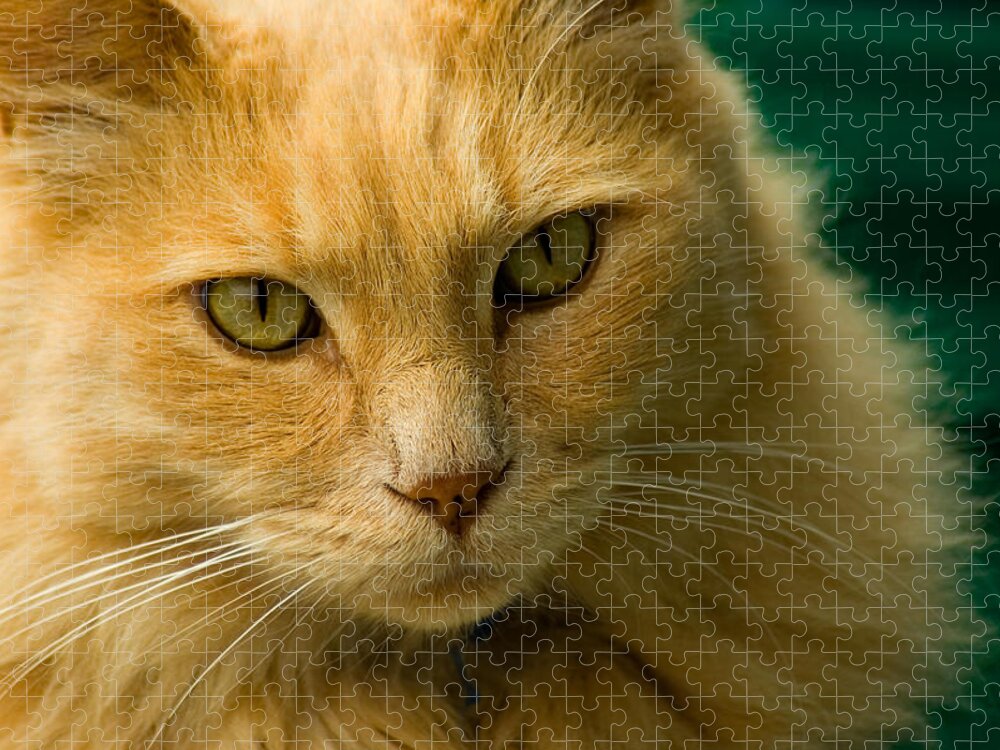Cat Jigsaw Puzzle featuring the photograph Simba the Cat by Harry Spitz
