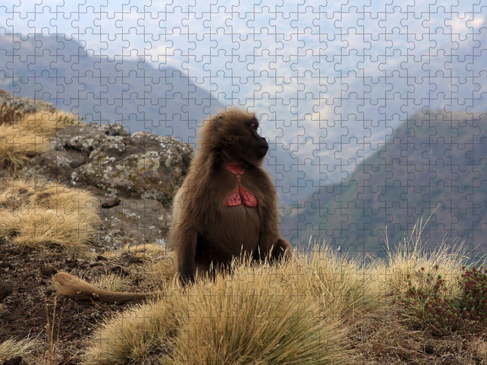 Simien Mountains National Park Jigsaw Puzzle featuring the photograph Simien Mountain Gelada Baboon by Aidan Moran