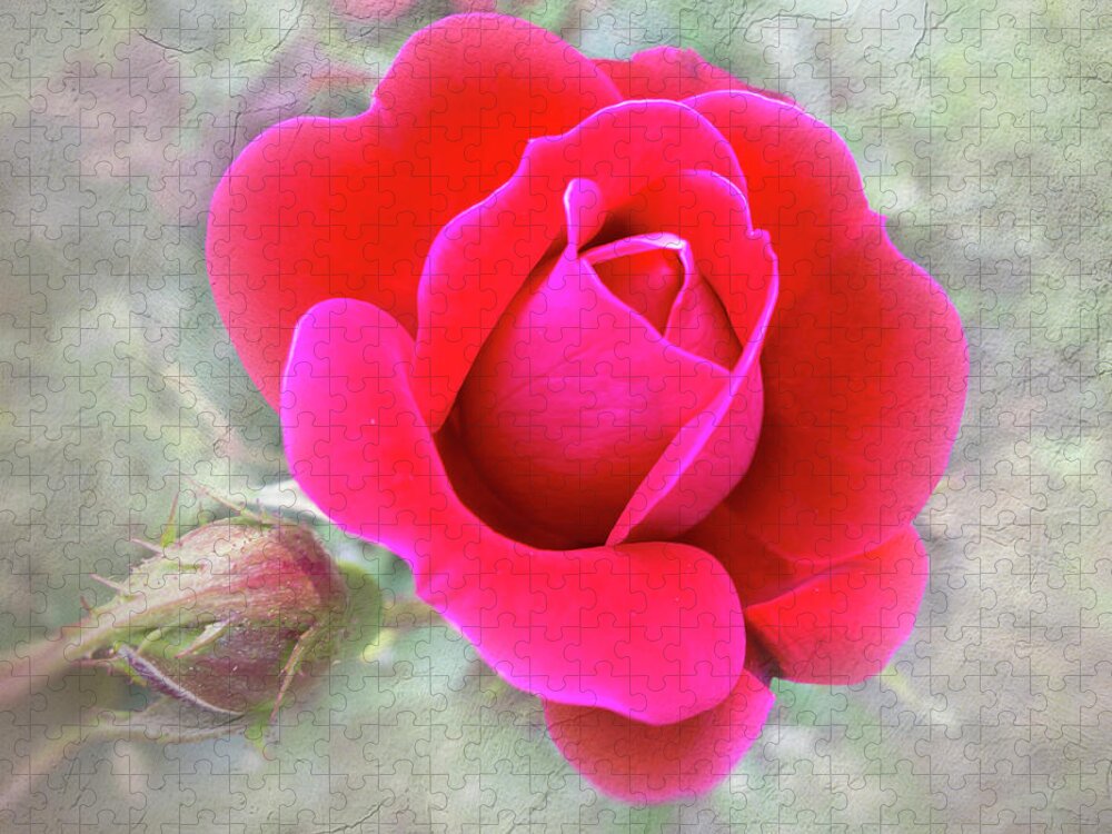 Simple Rose Jigsaw Puzzle featuring the photograph Simple Rose by Phyllis Taylor