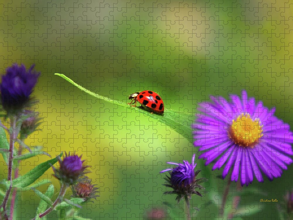 Ladybug Jigsaw Puzzle featuring the photograph Single In Search by Christina Rollo