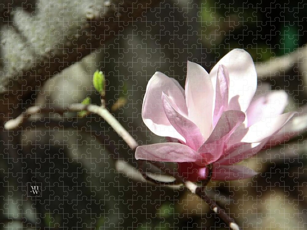 Magnolia Jigsaw Puzzle featuring the photograph Single Magnolia Blossom by Yvonne Wright