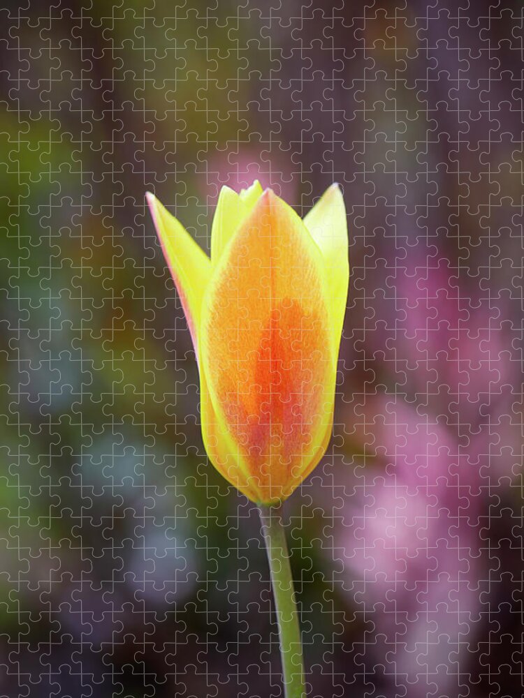 Tulip Jigsaw Puzzle featuring the photograph Single tulip by Garden Gate magazine