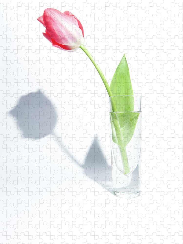 Cut Flower Jigsaw Puzzle featuring the photograph Single Tulip in a Glass Vase by Helen Jackson