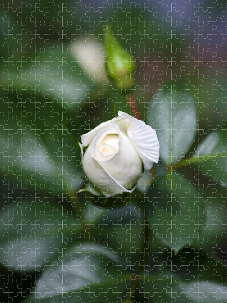 Roses Jigsaw Puzzle featuring the photograph Single White Rose by Christina Rollo