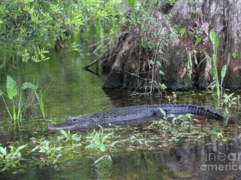 Swamp Jigsaw Puzzle featuring the photograph Sitting Pretty Gator by Carol Groenen