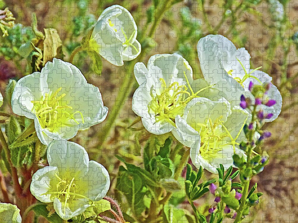Six Dune Evening Primrose In Anza-borrego State Park Jigsaw Puzzle featuring the photograph Six Dune Evening Primrose inAnza-Borrego State Park-California by Ruth Hager