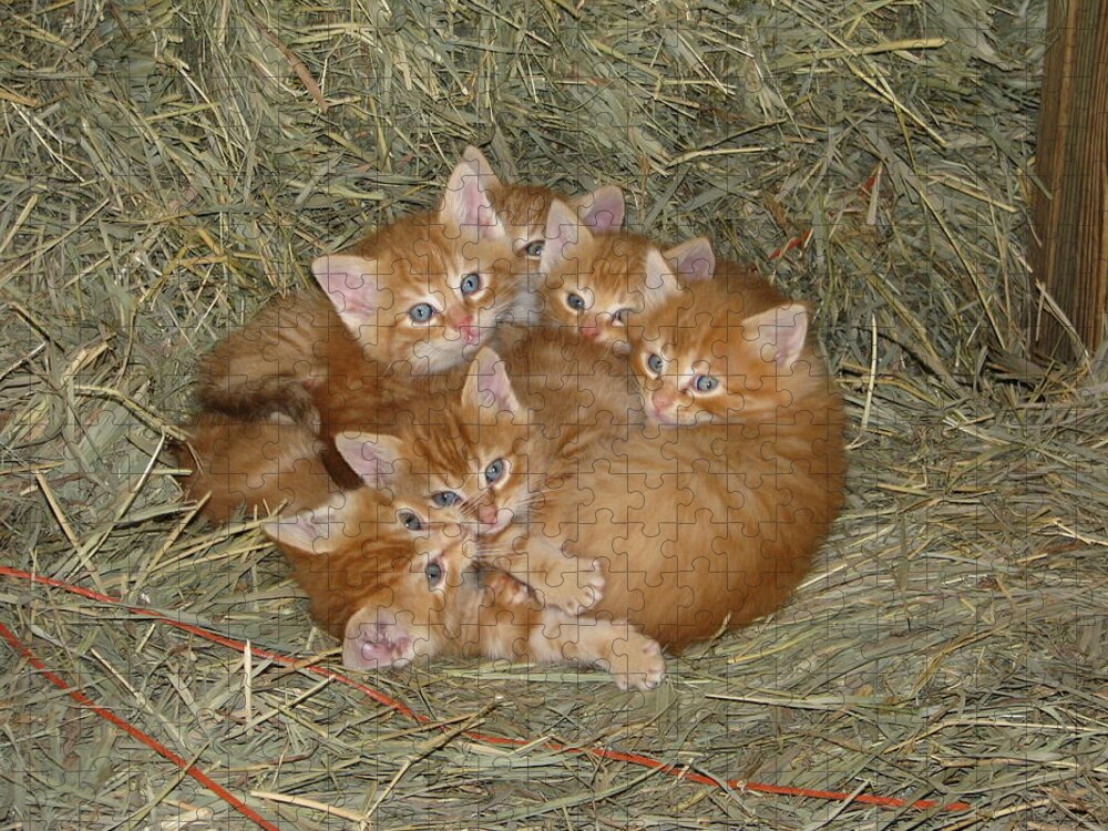 Kittens Jigsaw Puzzle featuring the photograph Six Kittens by Keith Stokes
