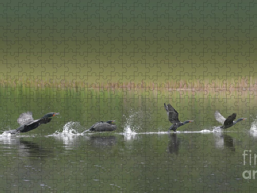 Double Jigsaw Puzzle featuring the photograph Skimming On Top by Vivian Martin