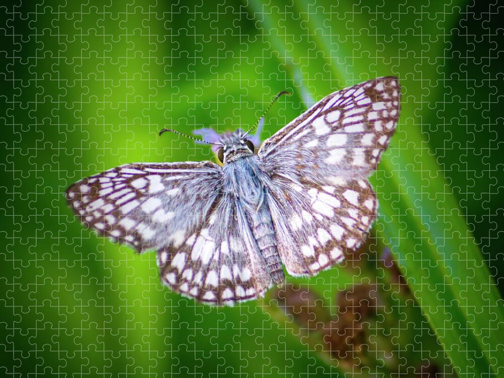 Butterfly Jigsaw Puzzle featuring the photograph Skipper Butterfly by Mark Andrew Thomas