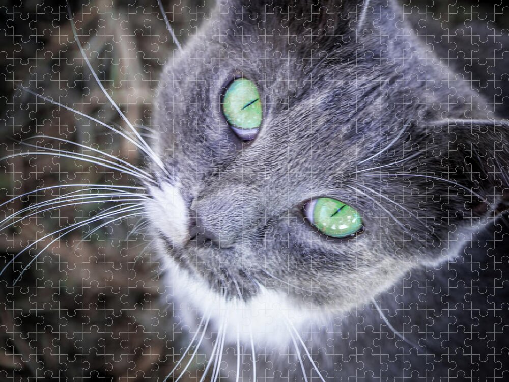 Black Jigsaw Puzzle featuring the photograph Skitty Green Eyes by Cheryl McClure