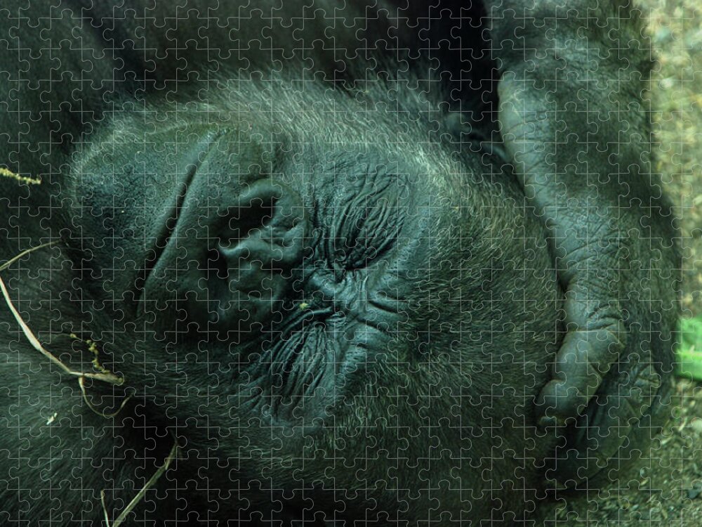 Gorilla Jigsaw Puzzle featuring the photograph Sleep tight by Richard Bryce and Family